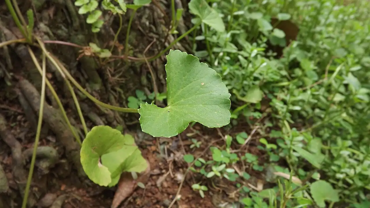 积雪草 (Centella asiatica) — 更多视角