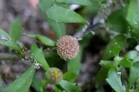 石胡荽 (Centipeda minima) — 细节
