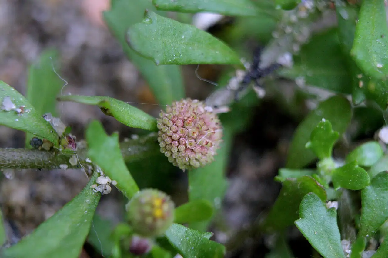 石胡荽 (Centipeda minima) — 环境展示