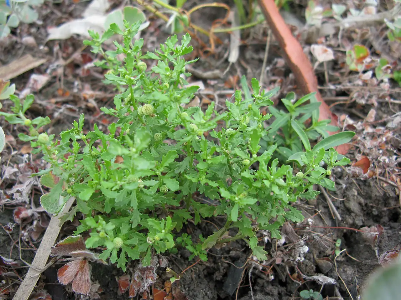 石胡荽 (Centipeda minima) — 更多视角