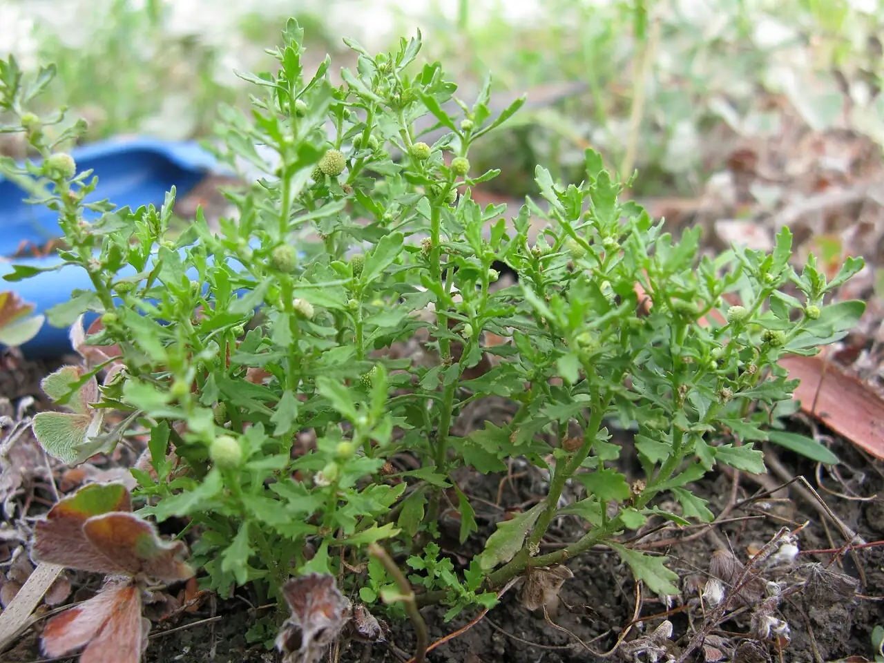 石胡荽 (Centipeda minima) — 更多视角