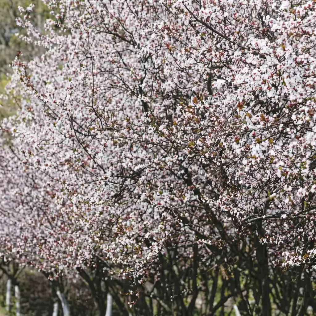 紫叶李 (Prunus cerasifera 'Atropurpurea') — 环境展示