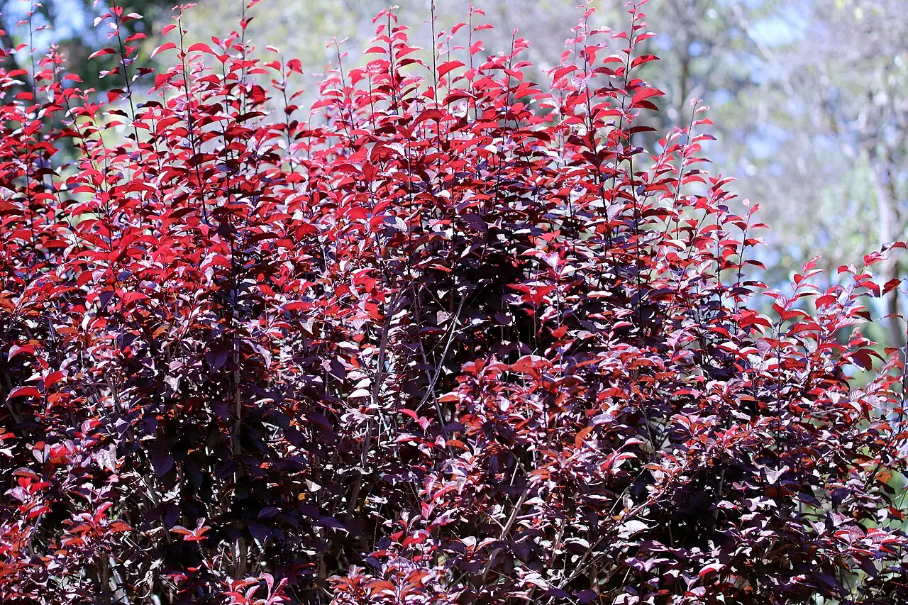 紫叶李 (Prunus cerasifera 'Atropurpurea') — 更多视角
