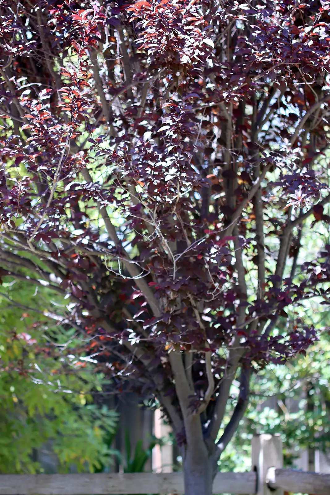 紫叶李 (Prunus cerasifera 'Atropurpurea') — 更多视角