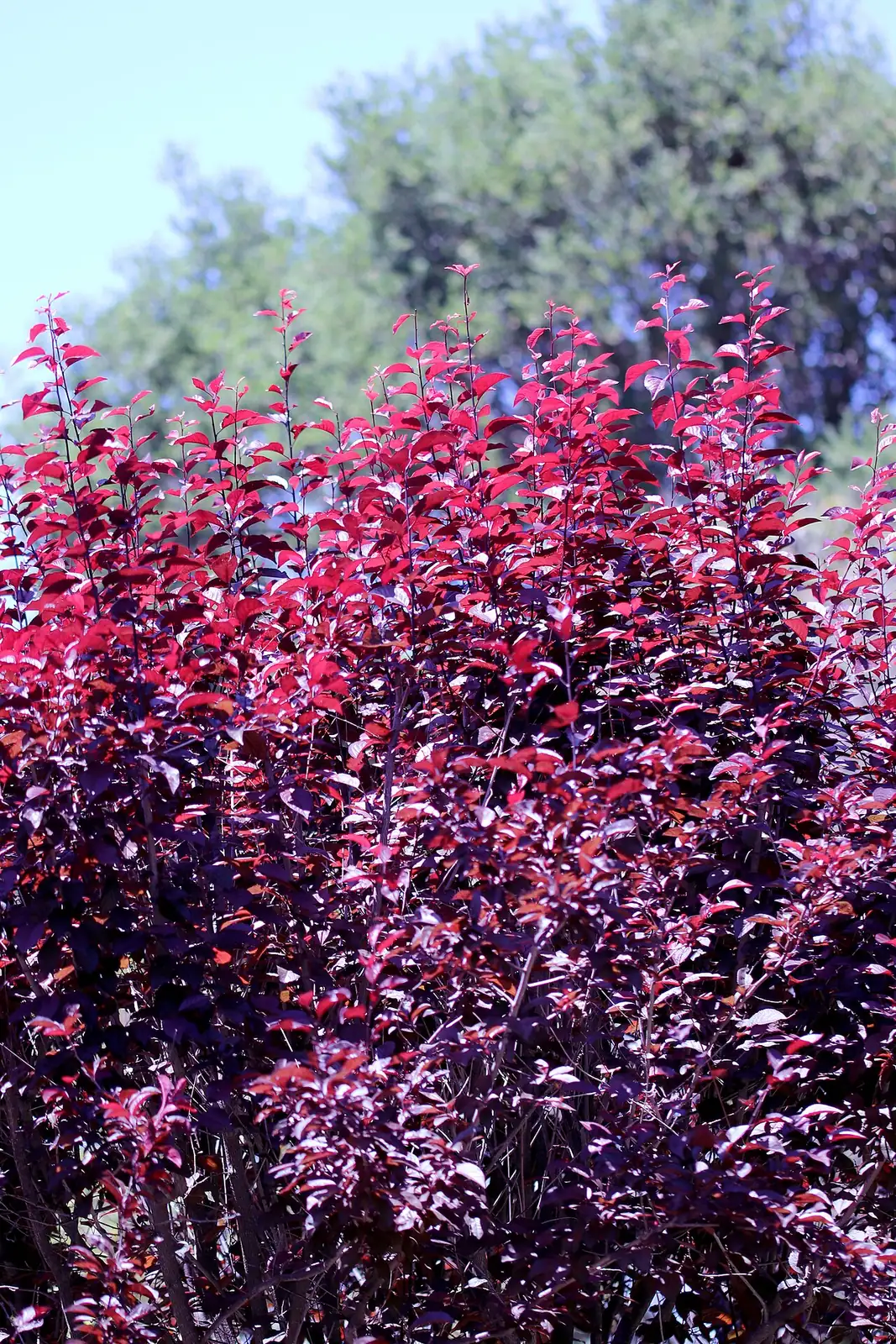 紫叶李 (Prunus cerasifera 'Atropurpurea') — 更多视角