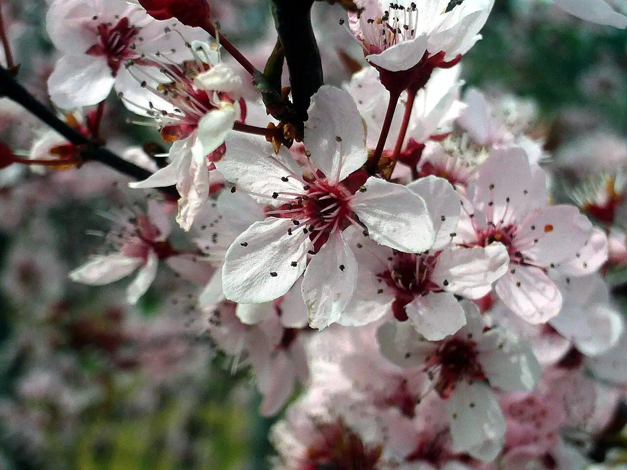 紫叶李 (Prunus cerasifera 'Atropurpurea') — 细节
