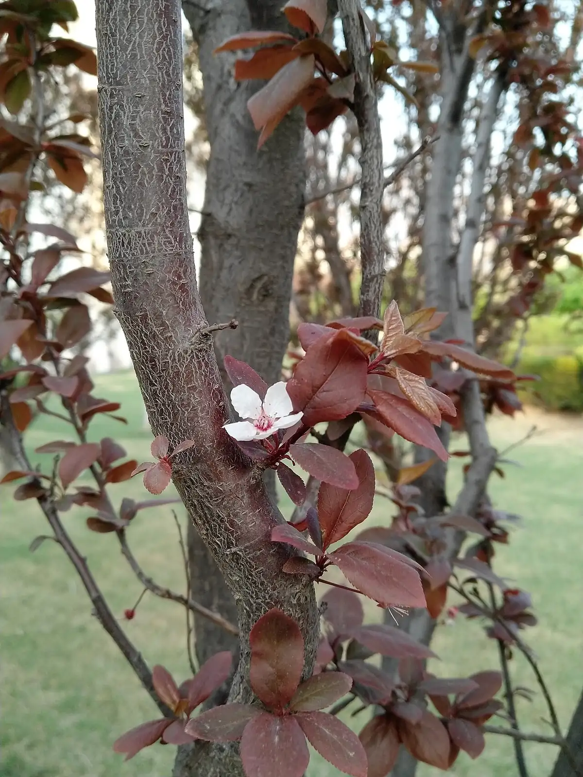 紫叶李 (Prunus cerasifera 'Atropurpurea') — 特写