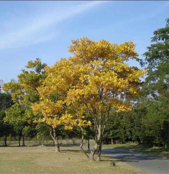 黄金树 (Catalpa speciosa) — 更多视角