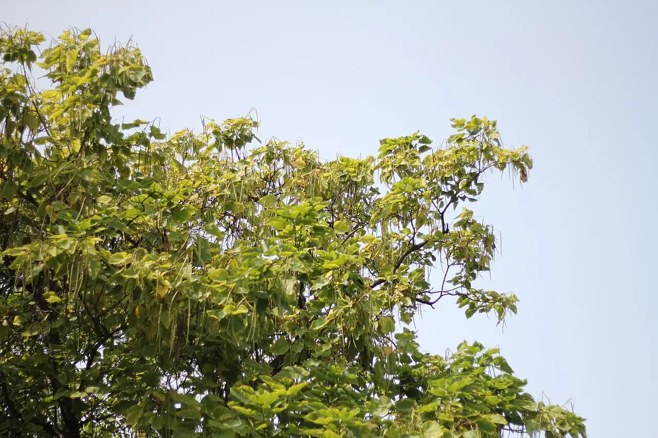 黄金树 (Catalpa speciosa) — 更多视角