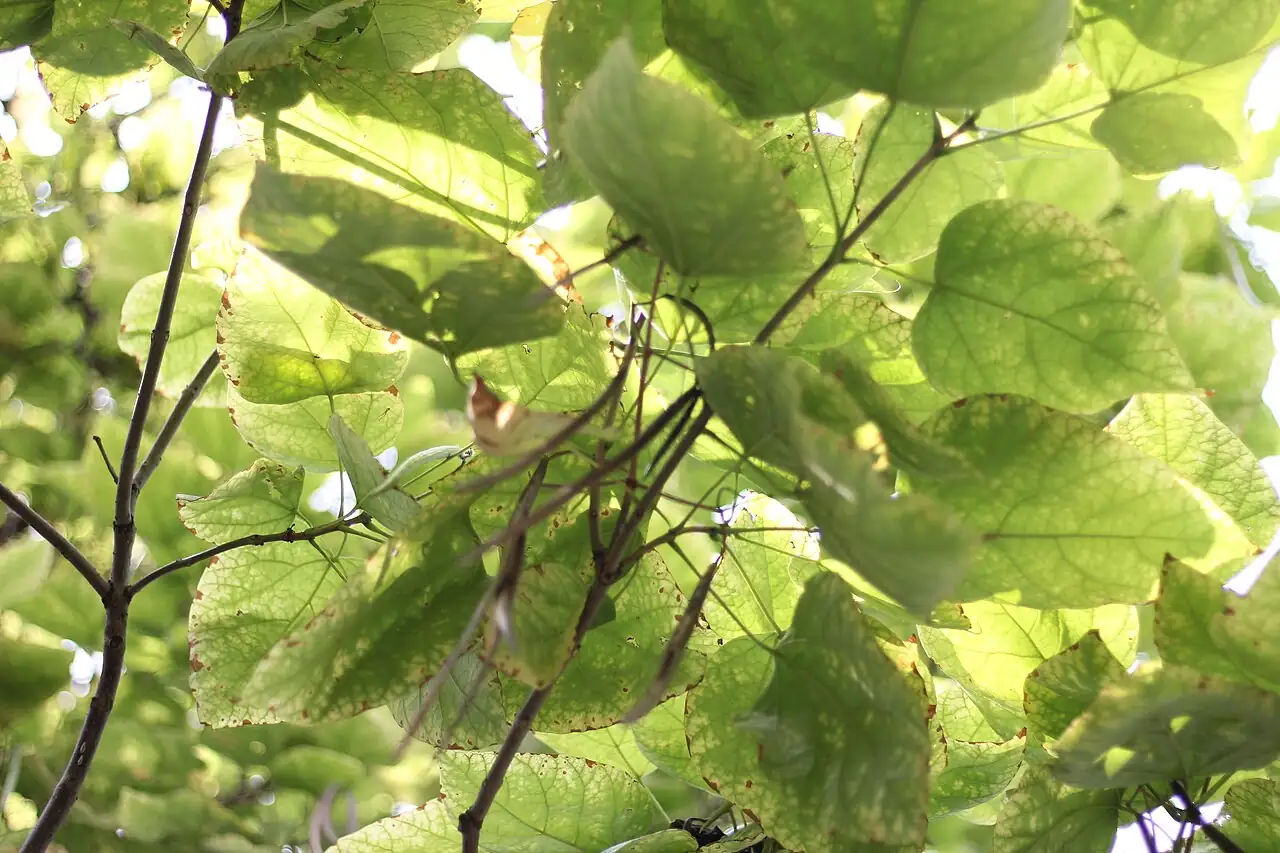 黄金树 (Catalpa speciosa) — 更多视角