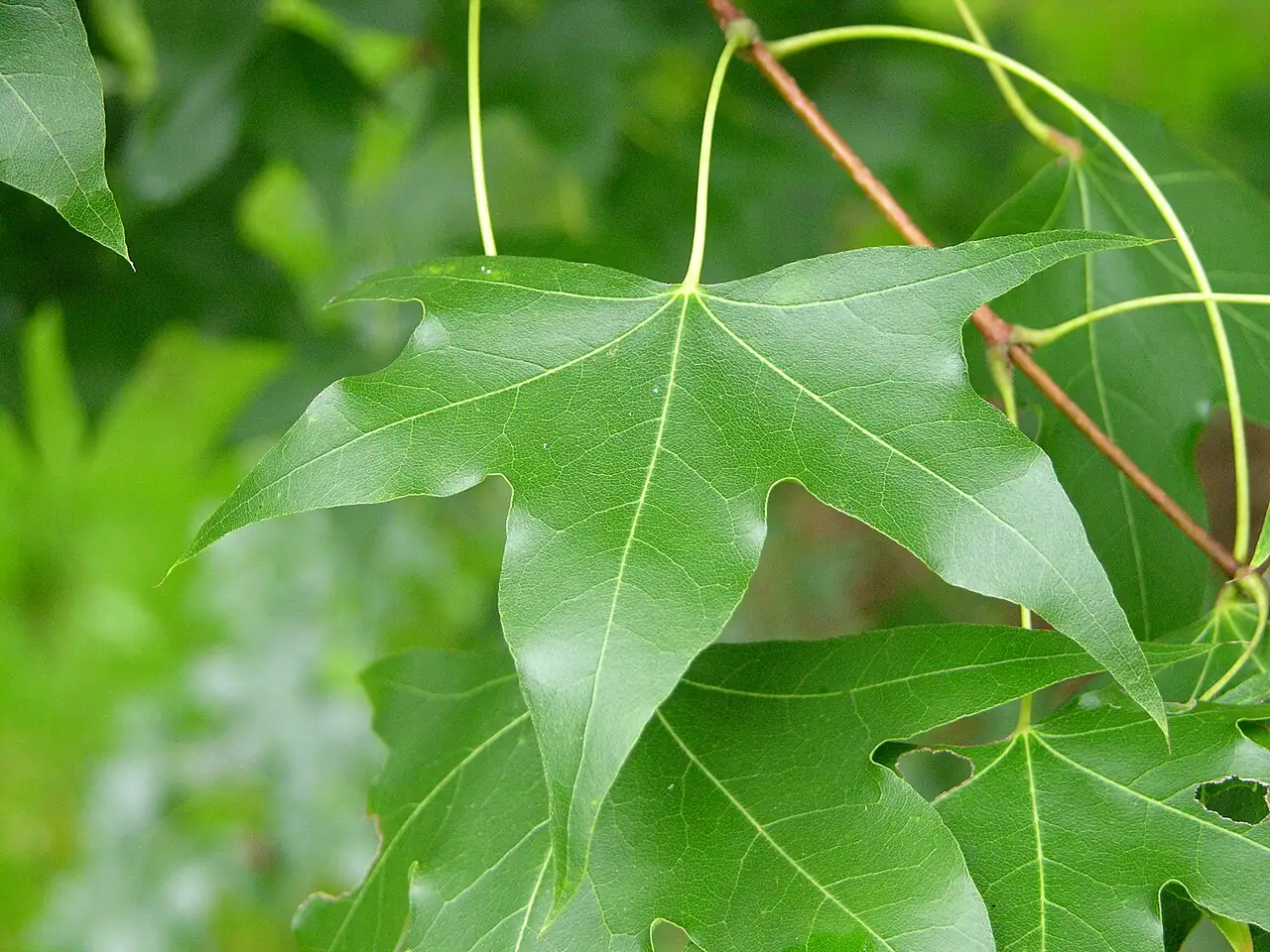 元宝枫 (Acer truncatum) — 细节