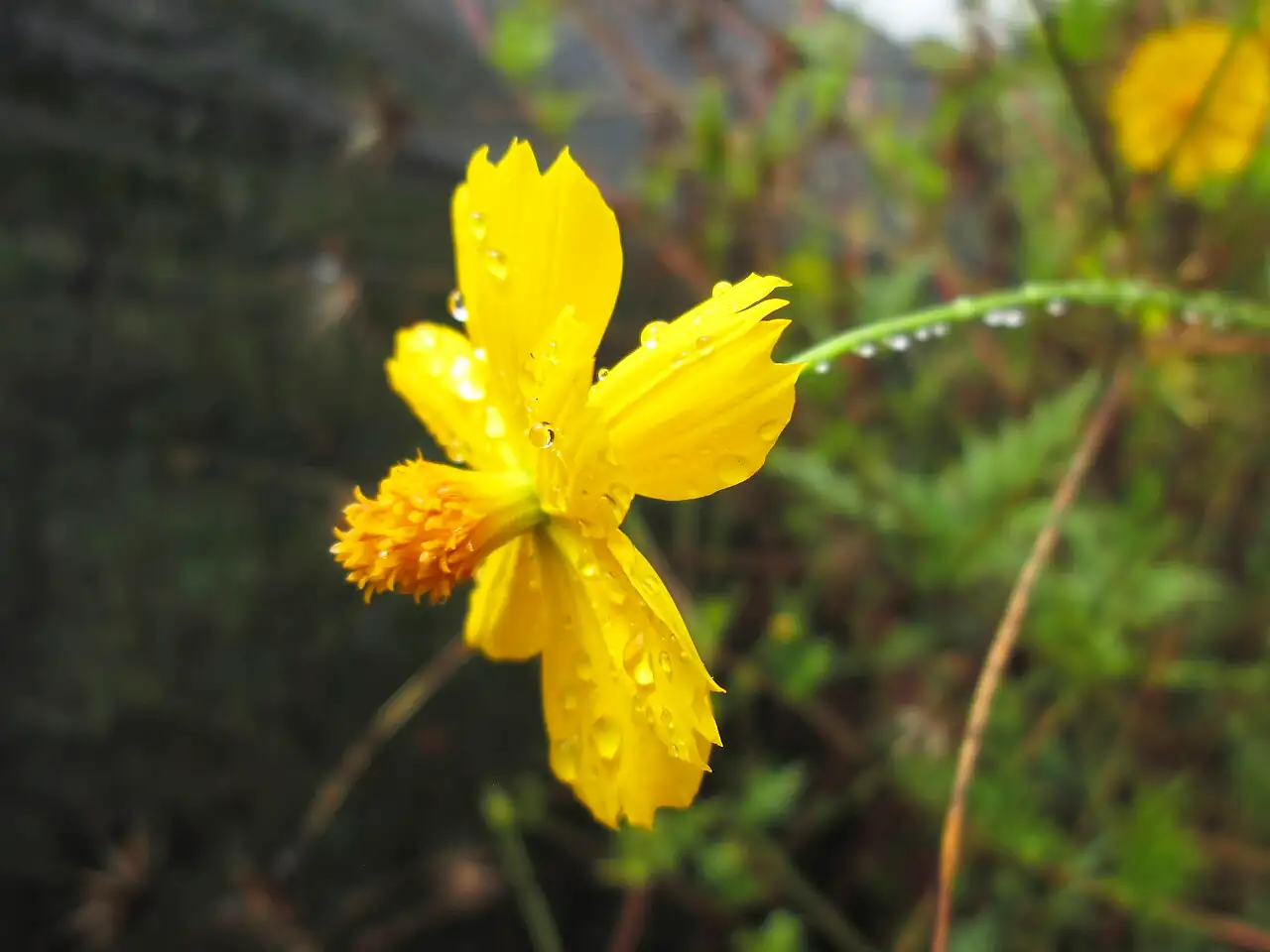 黄秋英 (Cosmos sulphureus) — 特写