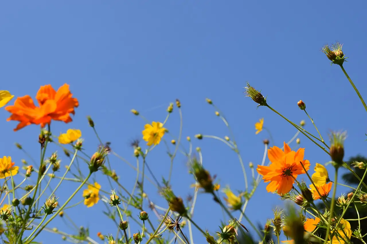 黄秋英 (Cosmos sulphureus) — 环境展示
