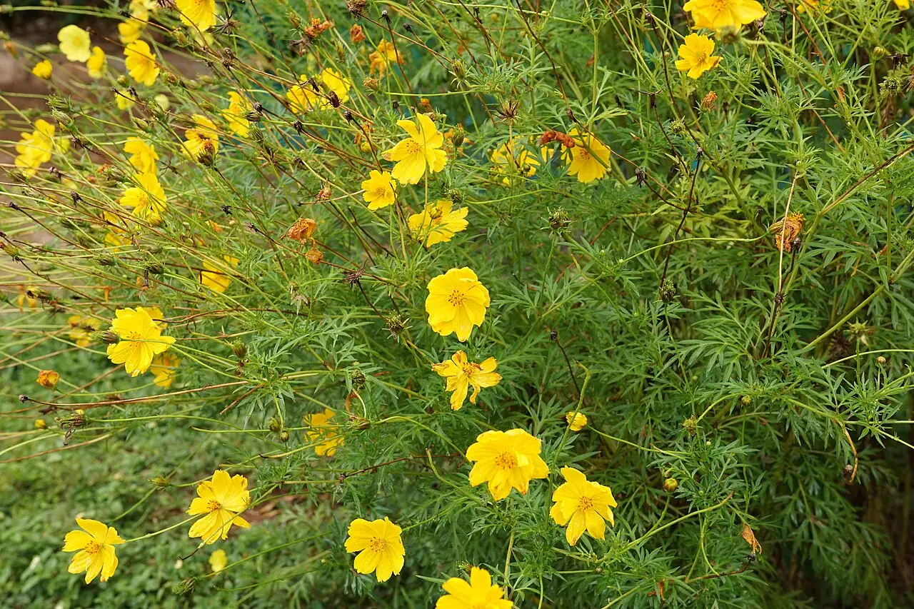 黄秋英 (Cosmos sulphureus) — 更多视角
