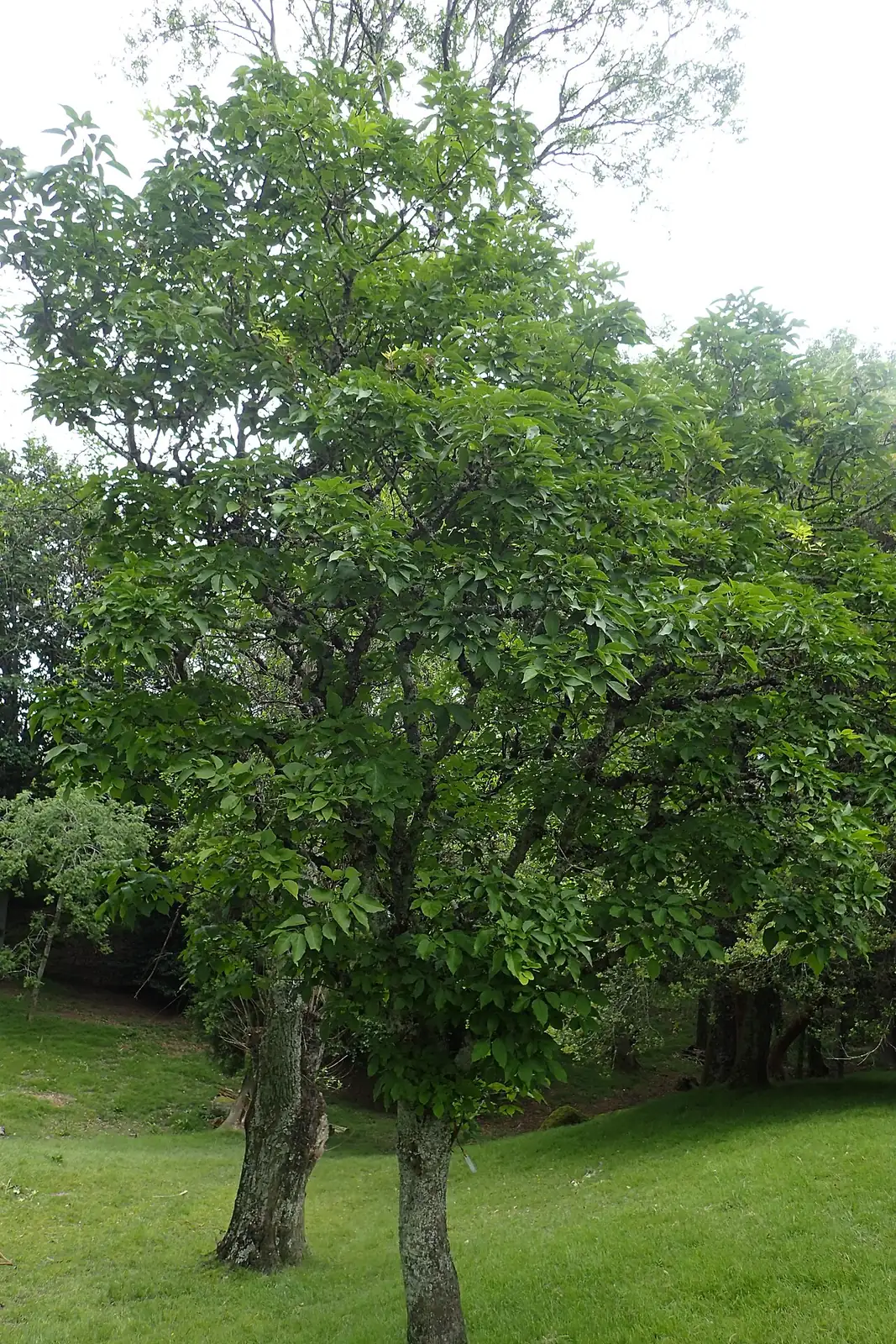 Chinese Ash (Fraxinus chinensis) — detail