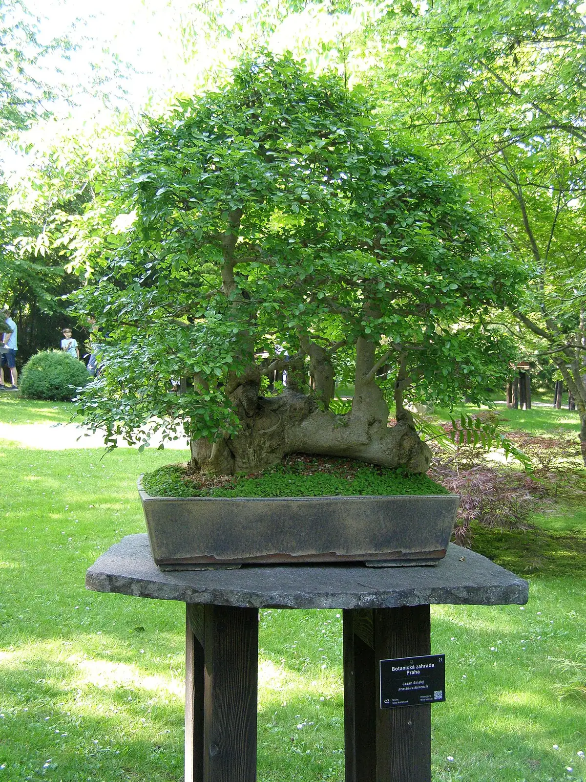 Chinese Ash (Fraxinus chinensis) — in setting
