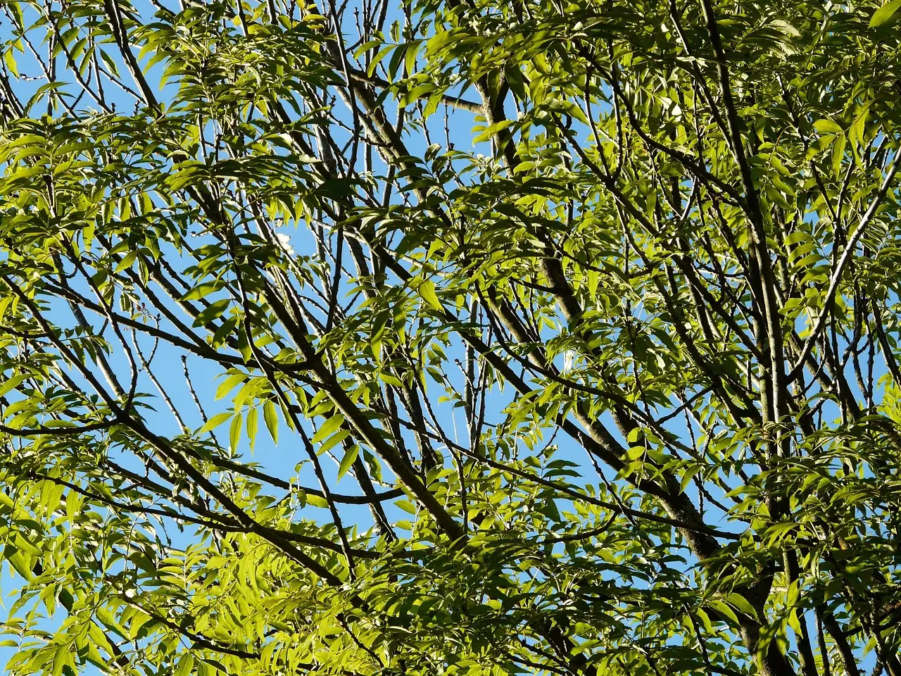 Chinese Ash (Fraxinus chinensis) — additional view