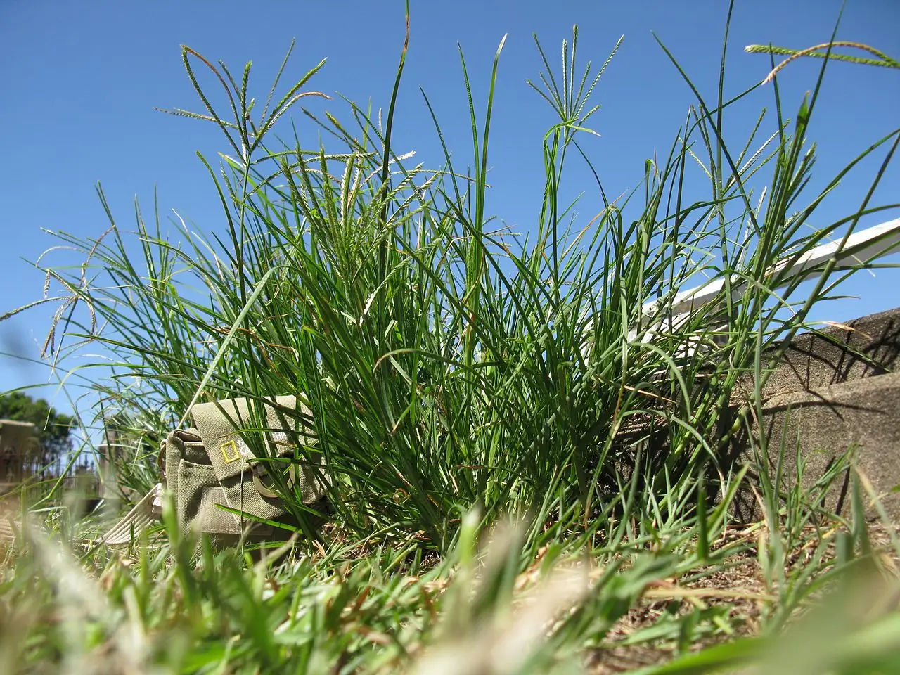 牛筋草 (Eleusine indica) — 环境展示