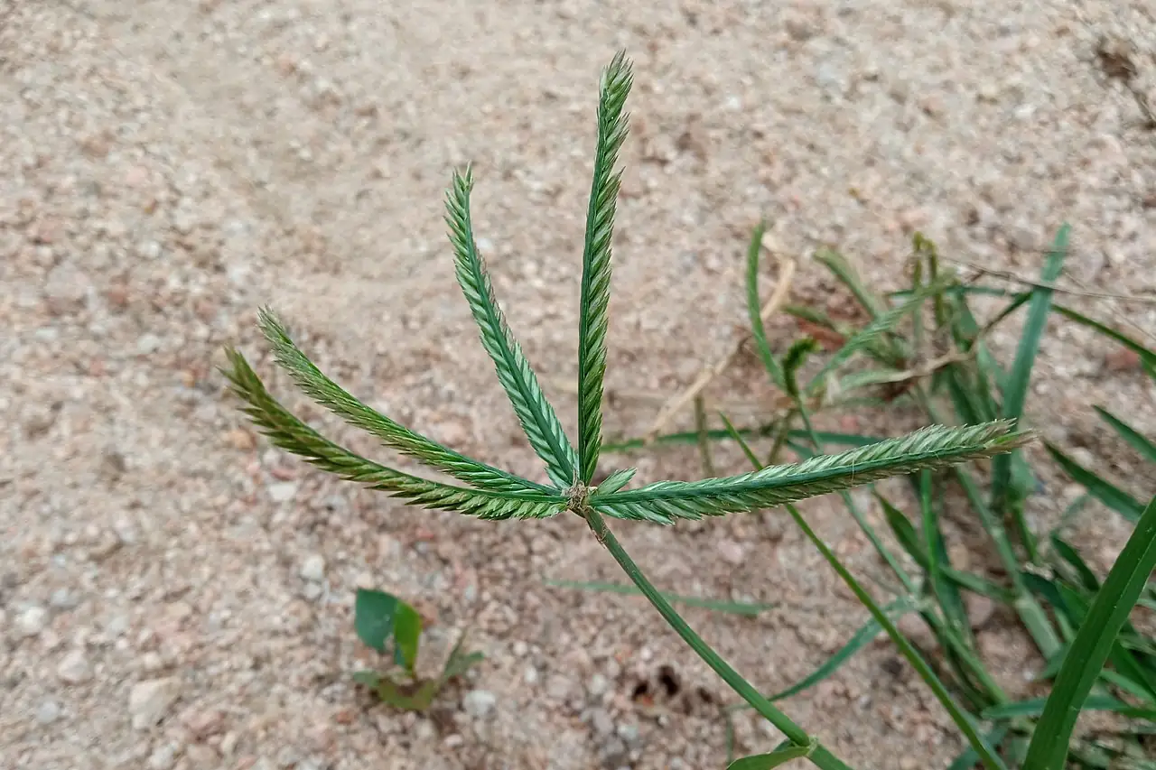 牛筋草 (Eleusine indica) — 更多视角