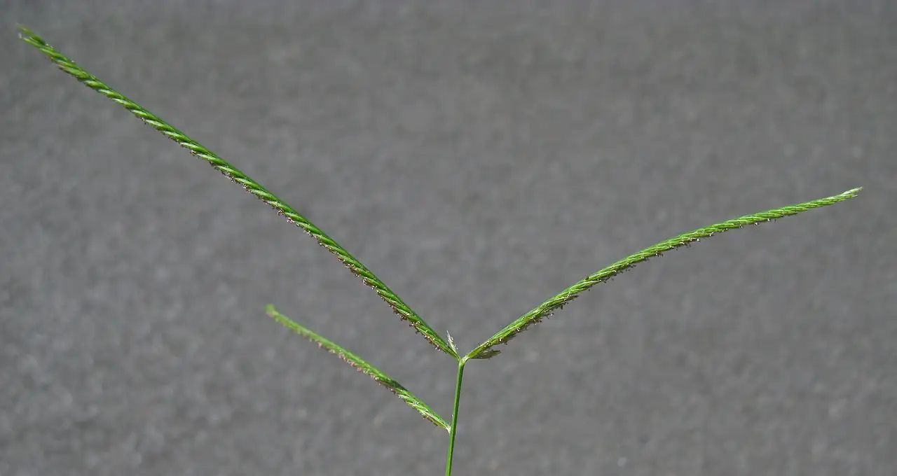 牛筋草 (Eleusine indica) — 更多视角