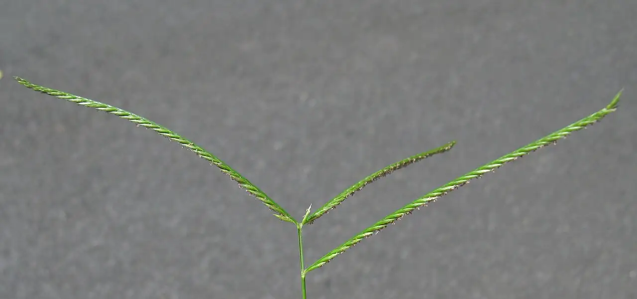 牛筋草 (Eleusine indica) — 更多视角