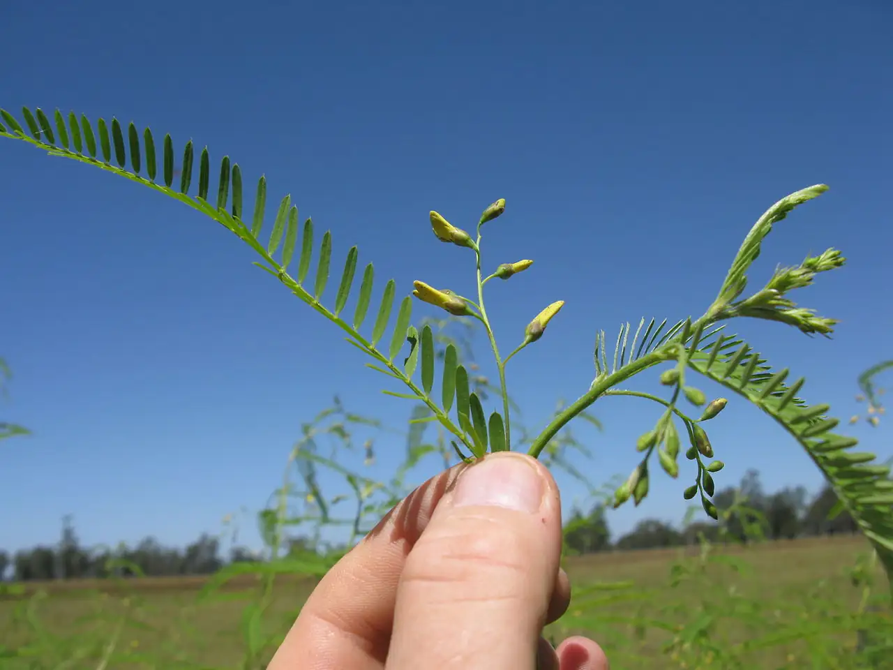 田菁 (Sesbania cannabina) — 更多视角