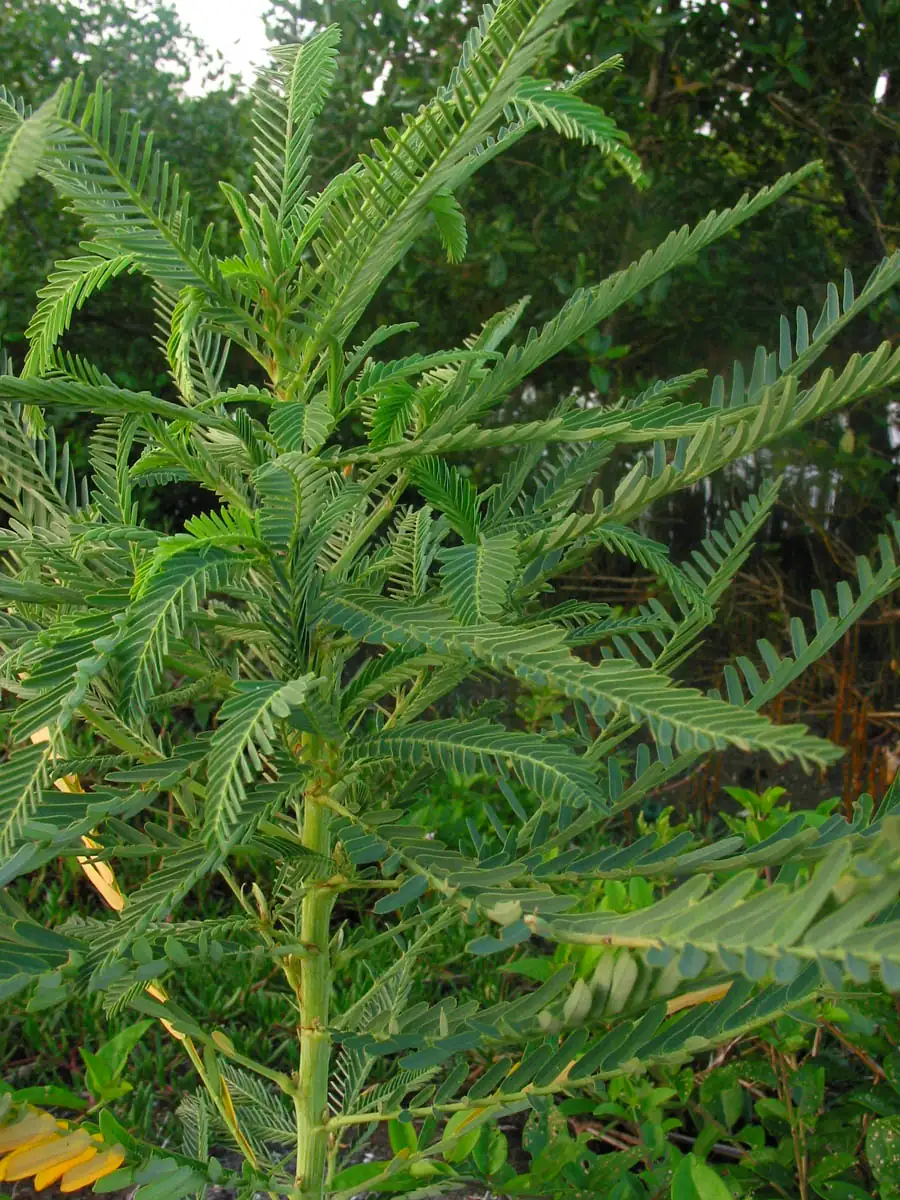 田菁 (Sesbania cannabina) — 更多视角