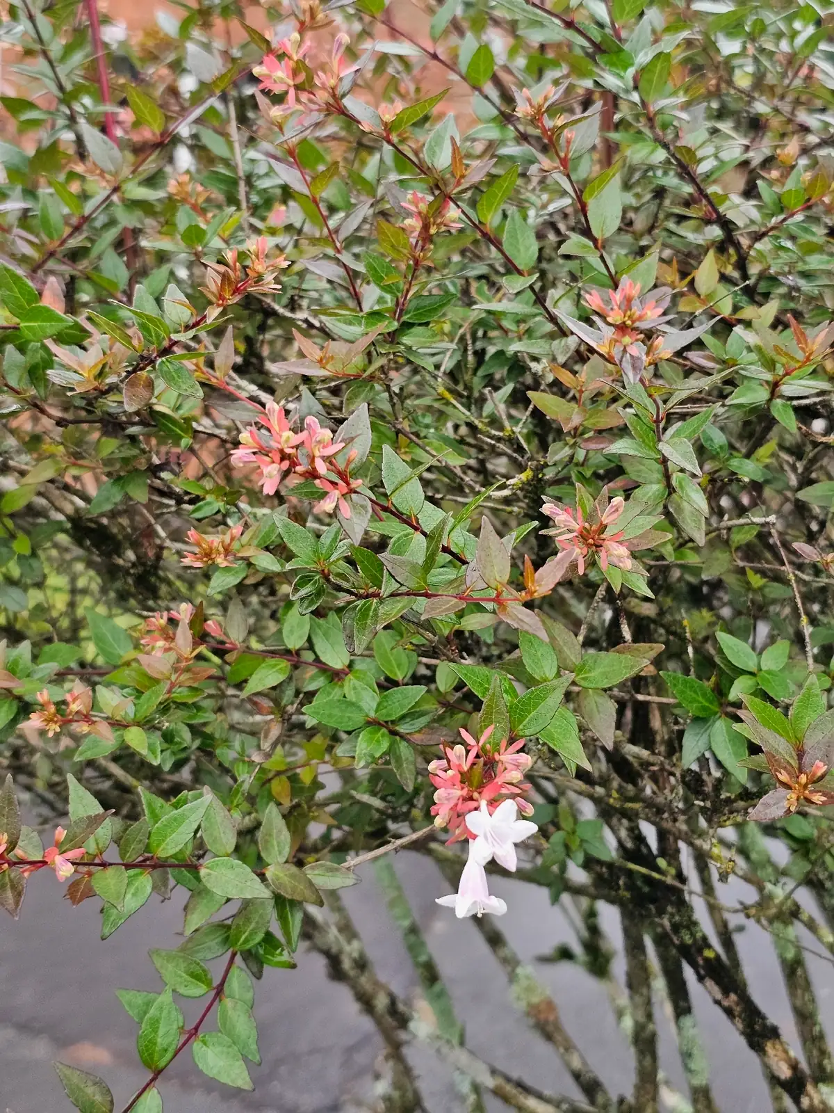 大花六道木 (Abelia × grandiflora) — 环境展示