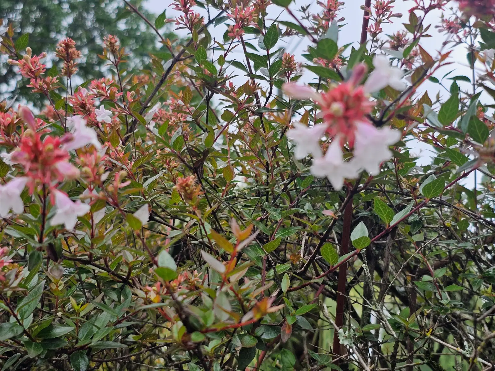 大花六道木 (Abelia × grandiflora) — 特写