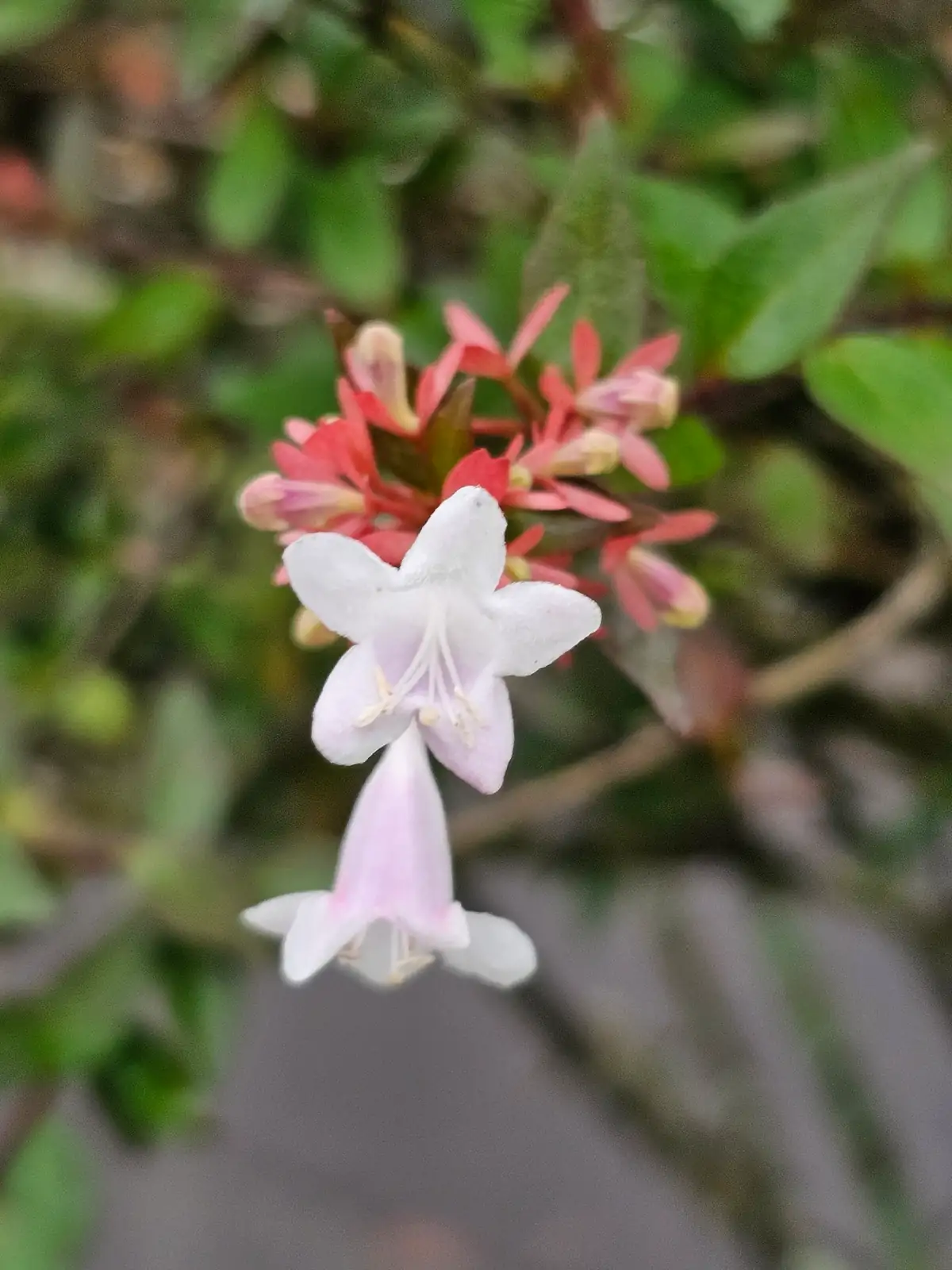 大花六道木 (Abelia × grandiflora) — 更多视角