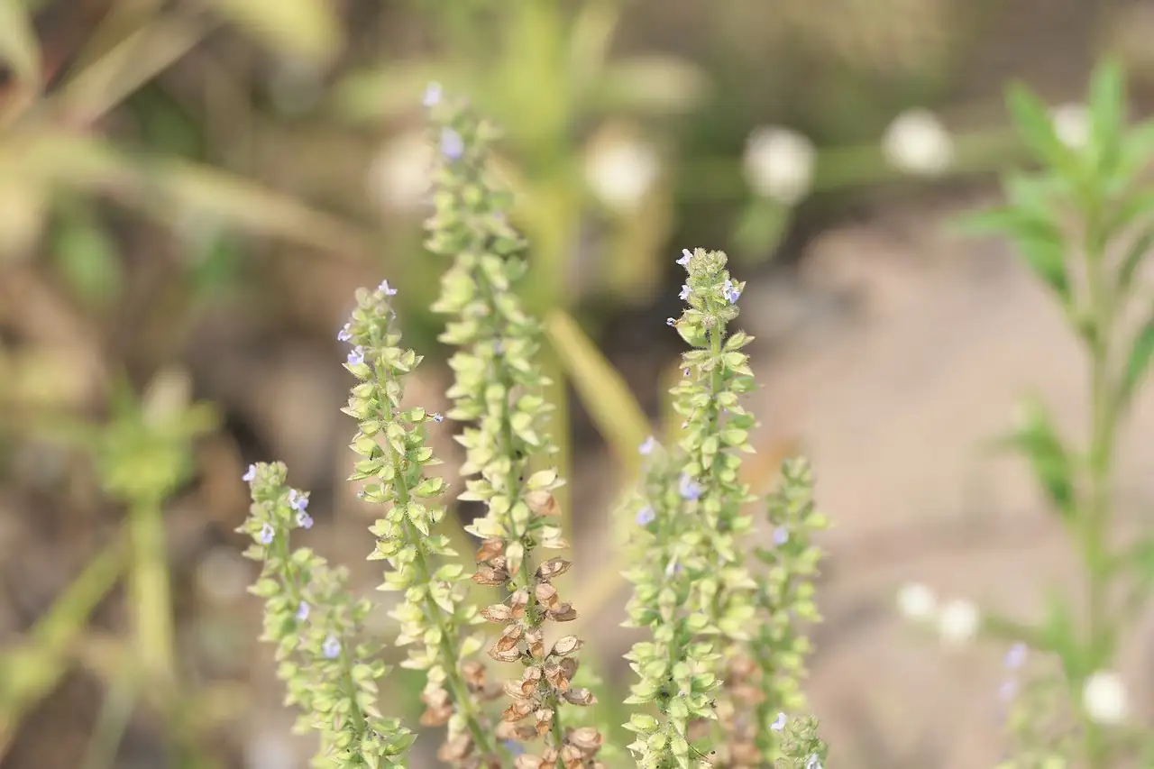 荠枝草 (Salvia plebeia) — 特写