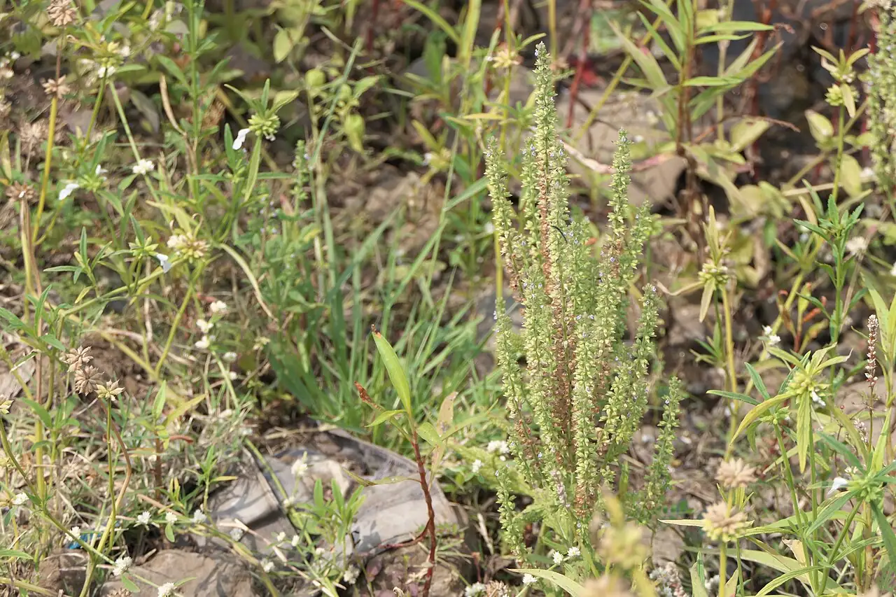 荠枝草 (Salvia plebeia) — 环境展示