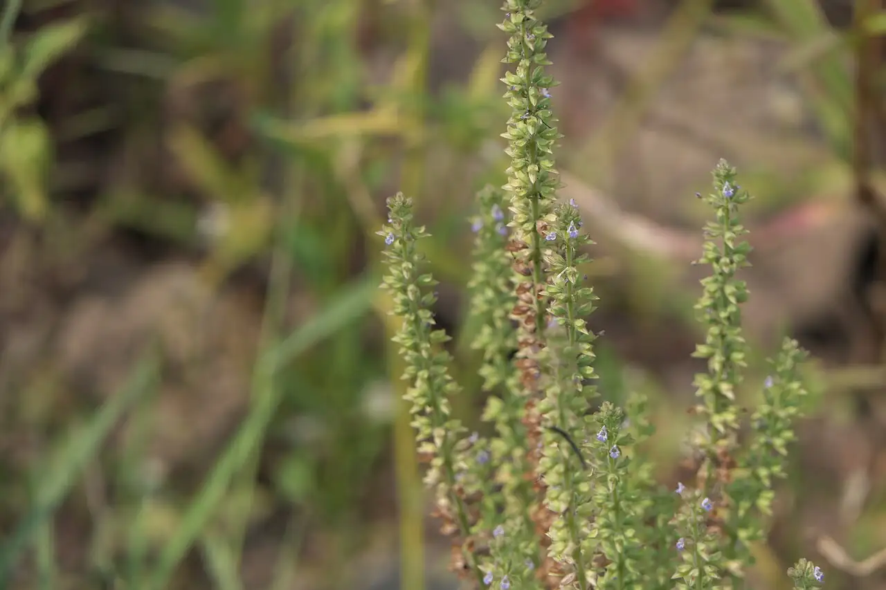 荠枝草 (Salvia plebeia) — 更多视角