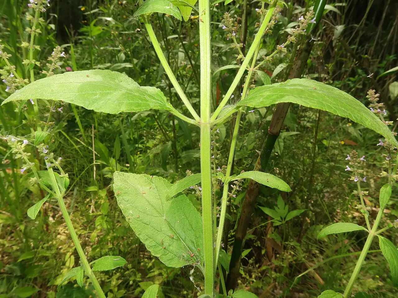 荠枝草 (Salvia plebeia) — 更多视角