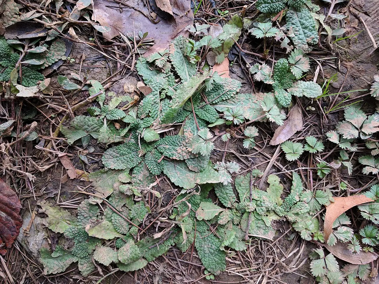 荠枝草 (Salvia plebeia) — 更多视角