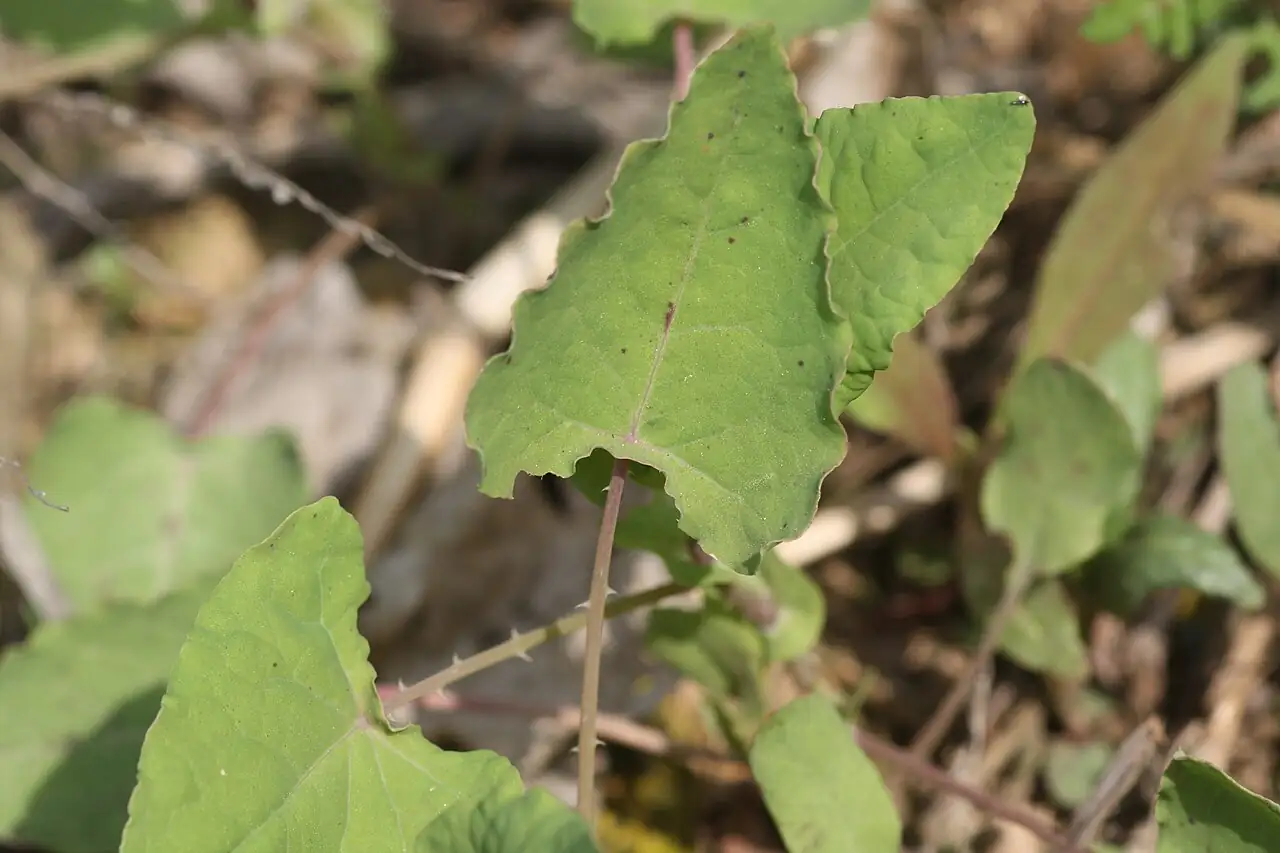 贯叶蓼 (Persicaria perfoliata) — 细节