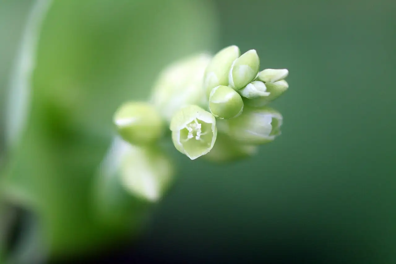 贯叶蓼 (Persicaria perfoliata) — 更多视角