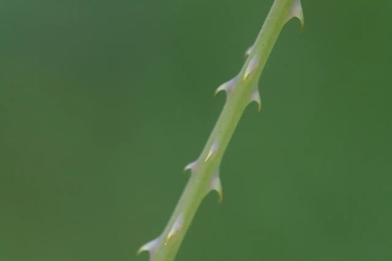 贯叶蓼 (Persicaria perfoliata) — 更多视角