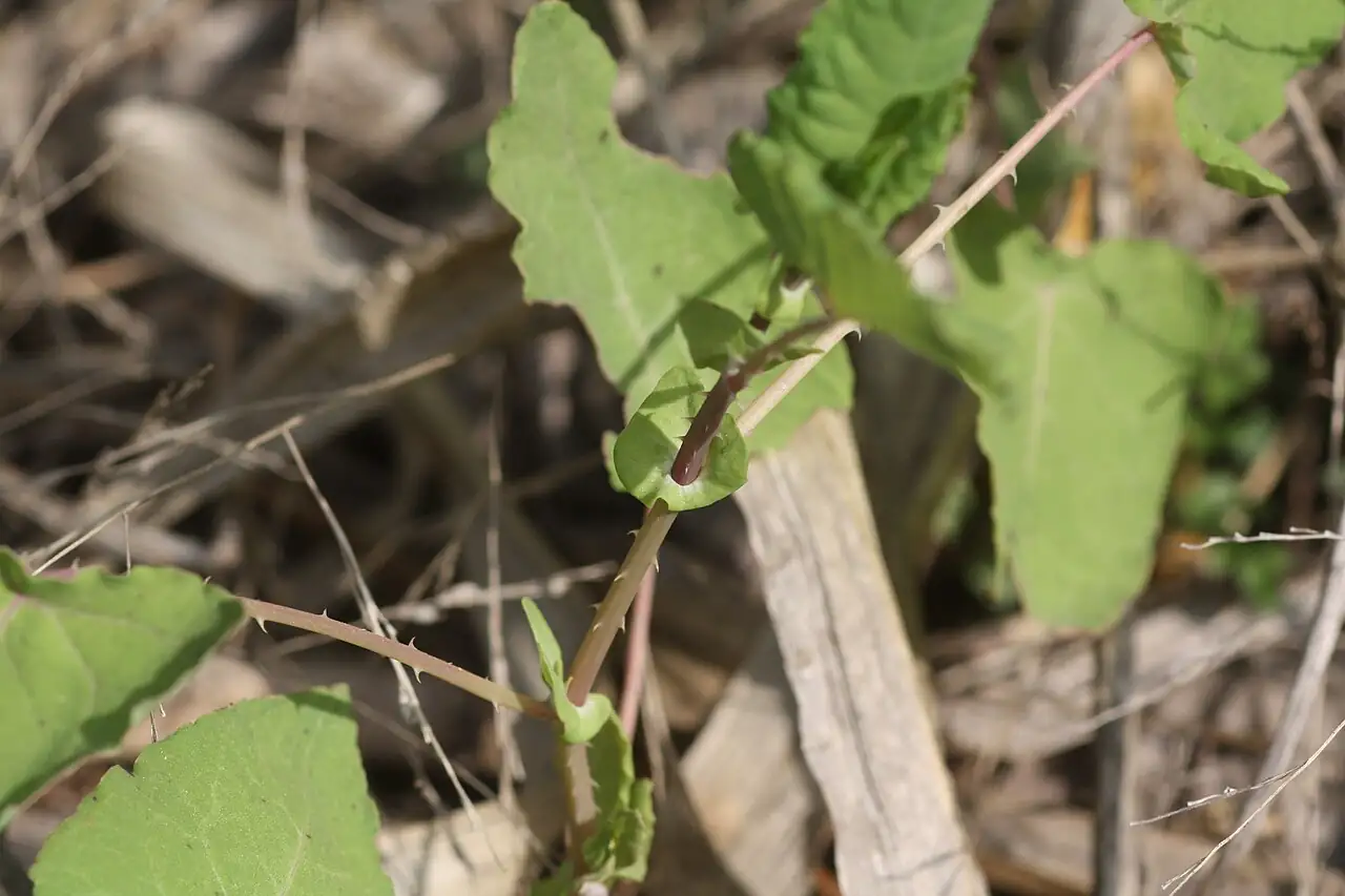 贯叶蓼 (Persicaria perfoliata) — 特写