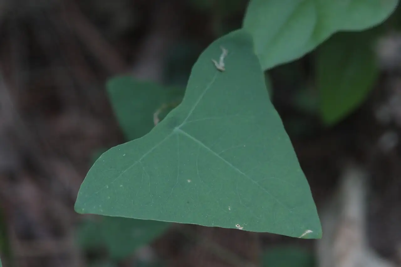 贯叶蓼 (Persicaria perfoliata) — 环境展示