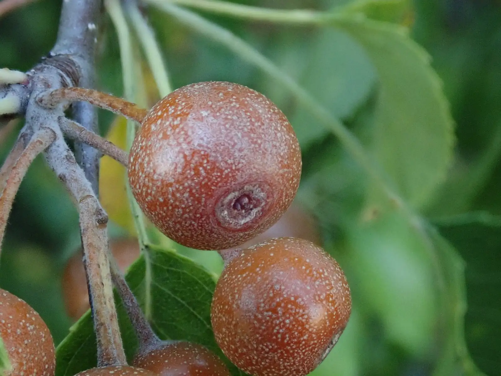 杜梨 (Pyrus betulifolia) — 环境展示