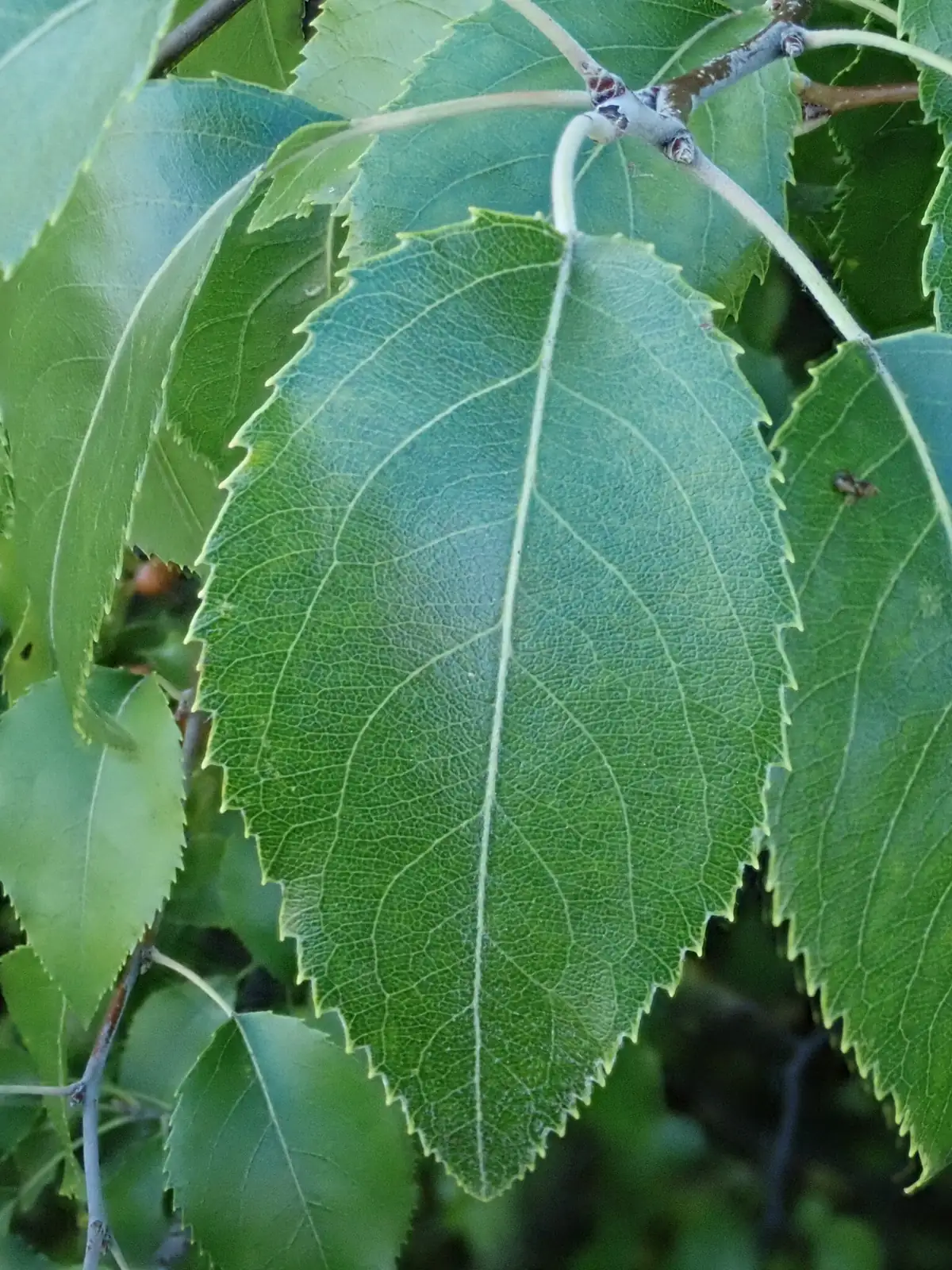 杜梨 (Pyrus betulifolia) — 更多视角