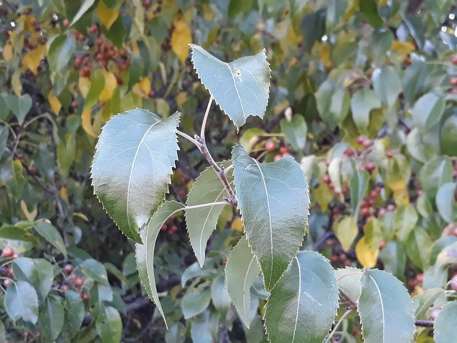 杜梨 (Pyrus betulifolia) — 更多视角