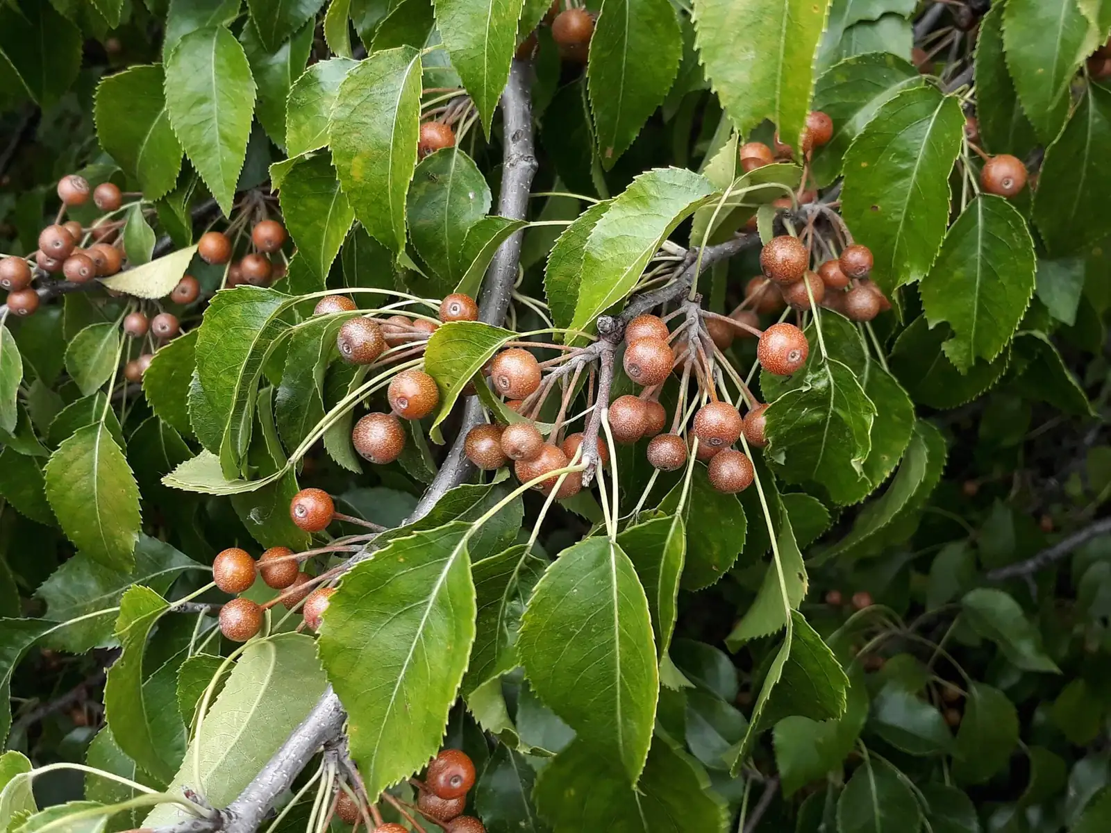 杜梨 (Pyrus betulifolia) — 更多视角