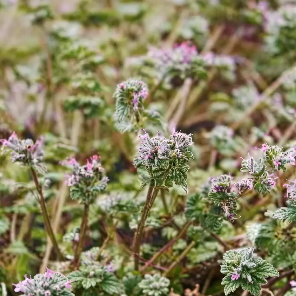 宝盖草 (Lamium amplexicaule) — 细节