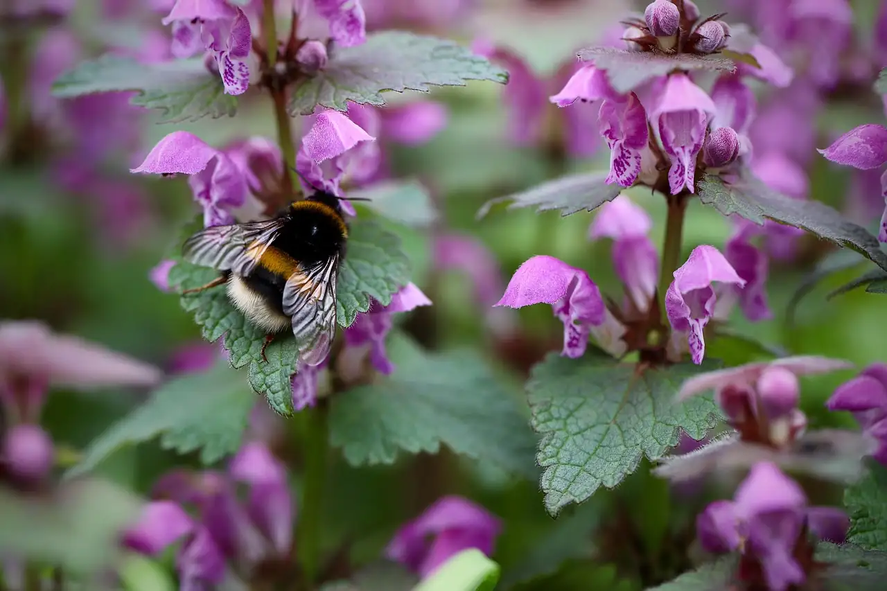 Henbit Dead-nettle