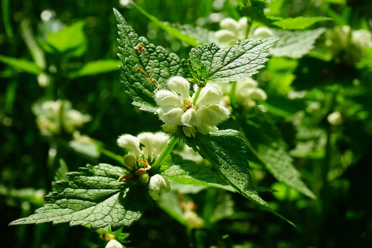 宝盖草 (Lamium amplexicaule) — 更多视角