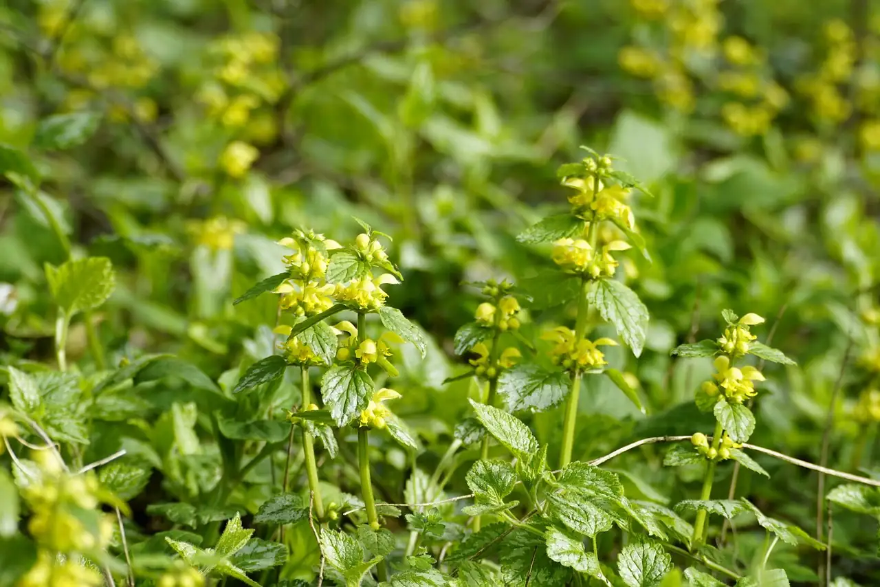 宝盖草 (Lamium amplexicaule) — 特写
