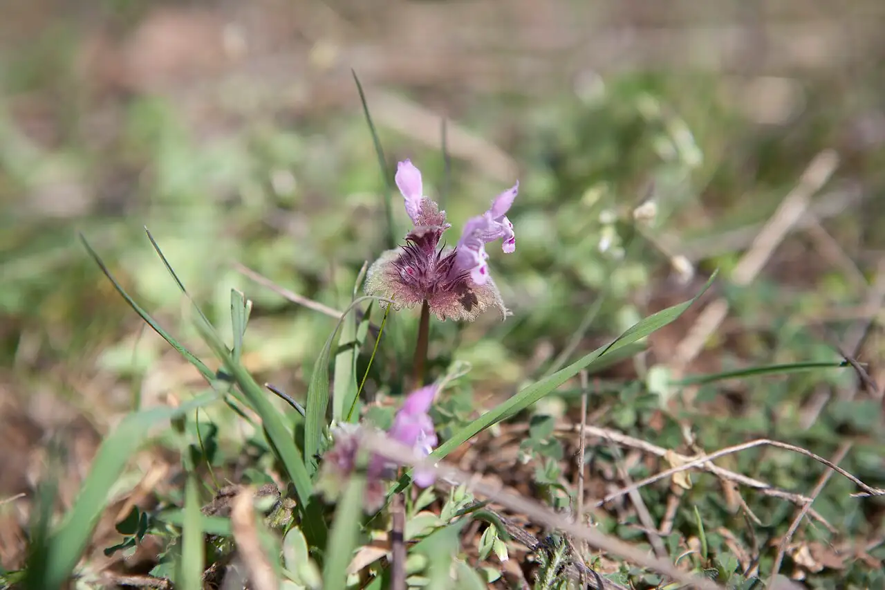 宝盖草 (Lamium amplexicaule) — 更多视角
