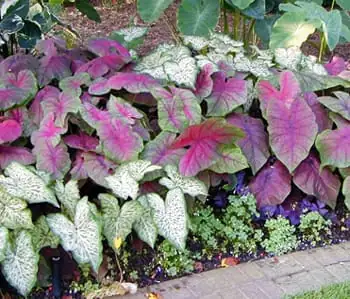彩叶芋 (Caladium bicolor) — 环境展示